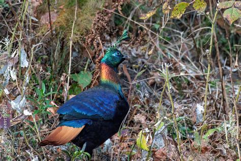 Foto De Himalayan Monal The State Bird Of Uttarakhand And The National