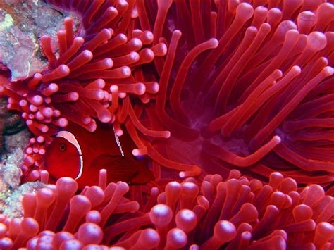 Sea Anemone Sea Life Photo 161191 Fanpop