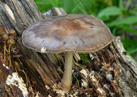 Sanamyа Fungi Of Kamchatka Pluteus Cervinus Плютей олений