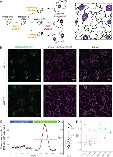 Figure From Tuning Self Renewal In The Arabidopsis Stomatal Lineage