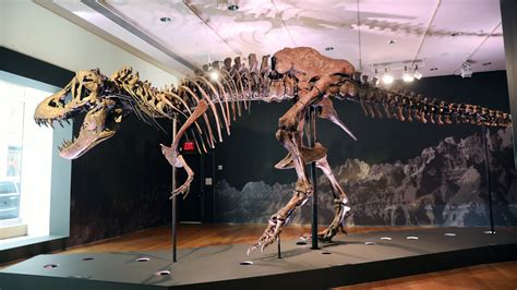 T Rex Fossils