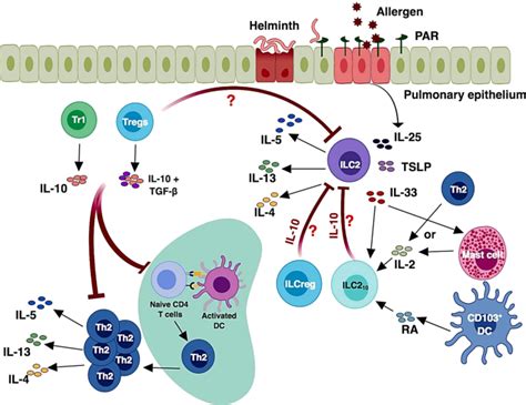 Orchestration Between Ilc S And Th Cells In Shaping Type Immune