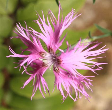 Imagen Gratis Hoja Flor Naturaleza Flora Rosa Hierba Planta