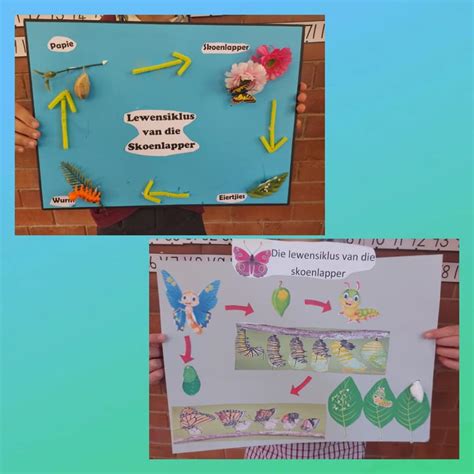 Lewensiklus Van N Skoenlapper Laerskool Van Wykskraal Facebook