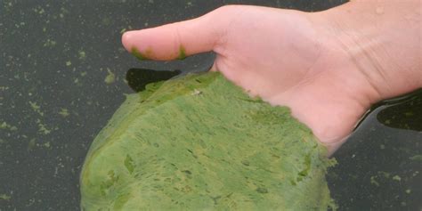 Blue-green algae makes colourful, scummy return to Alberta lakes