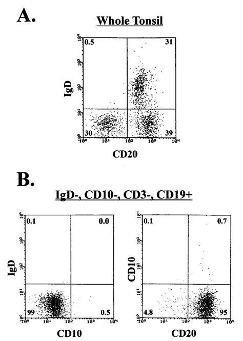 Facs Analysis Of The Purified Memory Population Whole Tonsillar