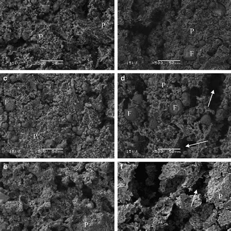 Scanning electron micrographs (500 Â ) of control matrices (C) by (a) 0 ... 