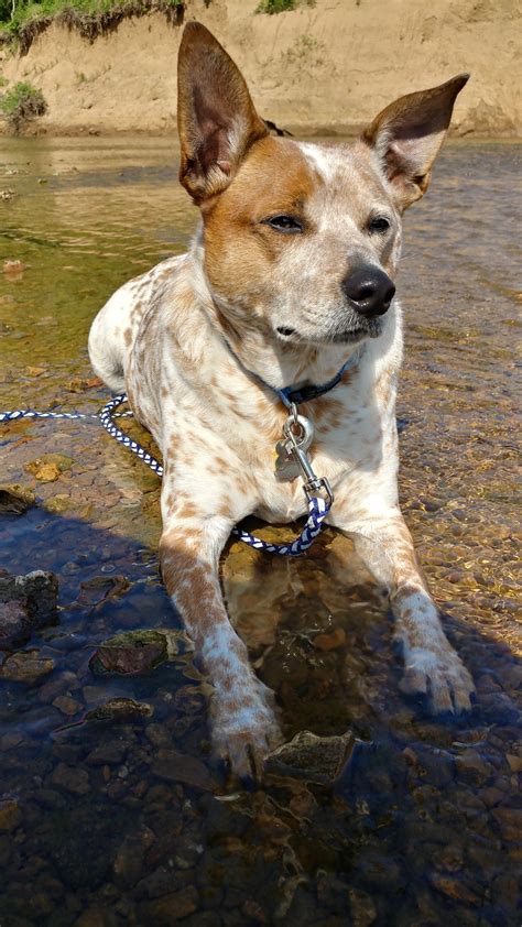 44 RED/BLUE HEELER MIX ideas | heeler mix, blue heeler, heeler