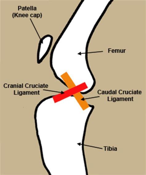 CRANIAL CRUCIATE LIGAMENT REPAIR by Saltgrass Retrievers