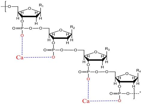 Molecular Model Combining The Poo Group Of Dna With Ca 2 Linked By An