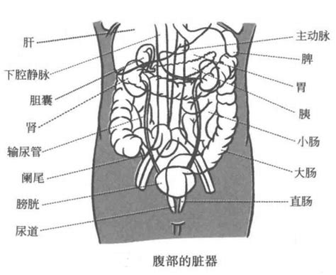 腹腔解剖图详细图 千图网