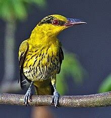 Makanan Burung Kelicap Kunyit Burung Kunyit Besar Wikipedia Bahasa