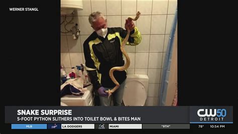 Foot Python Slithers Into Toilet Bowl Bites Man Youtube