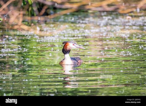 The Waterfowl Bird Great Crested Grebe Swimming In The Calm Lake The