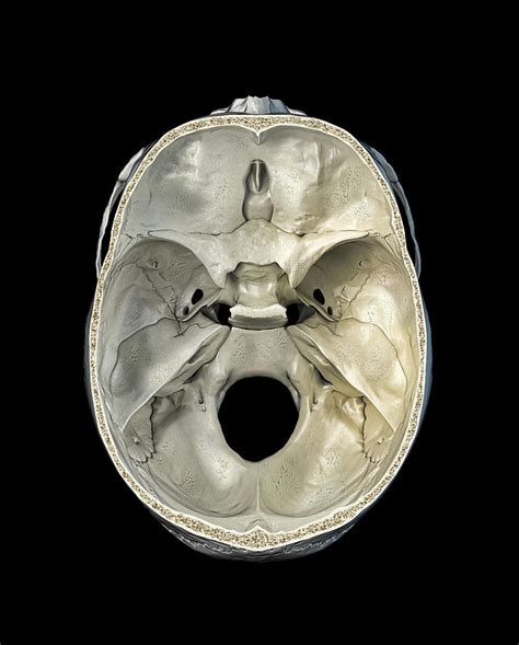 Human Skull Transversal Cross Section Photograph By Leonello Calvetti