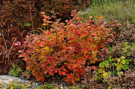 Dwarf Lime Green Shrubs / Dwarf variety grows 4 to 8 feet tall;