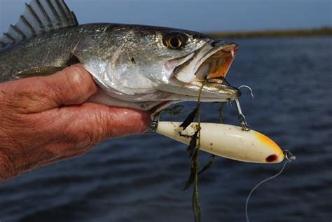 How To Catch Speckled Sea Trout Fishing From Florida Shores