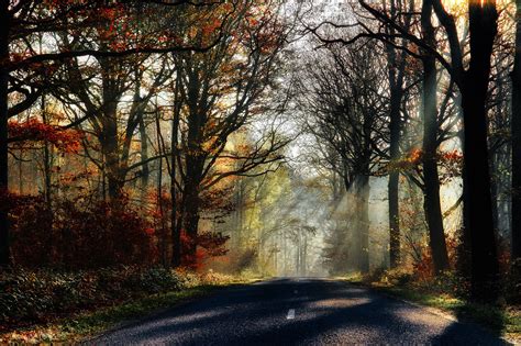 Leaves Park Rays Forest Nature Fall Trees Sunrays Path Walk