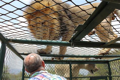 Shamba the Lion killed after attack on game park owner | Review