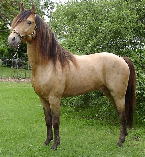 Missouri Fox Trotter Horse Breed Profile, Traits, Care - Mammal Age