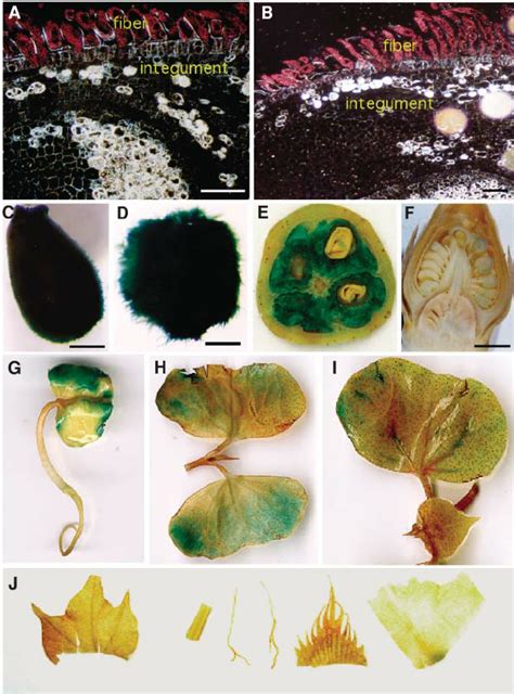 Histochemical Localization Of Gus Activity In Transgenic Cotton Plants