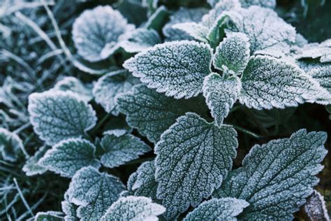 Hardy Plants All About Cold Frost And Winter Hardiness Zones