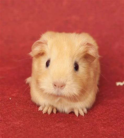 Cute Guinea Pig Pictures Guinea Pig Hub