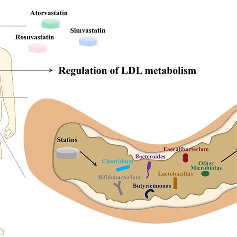 Microbiota Driven Ldl Lowering Effect Of Statins Atorvastatin