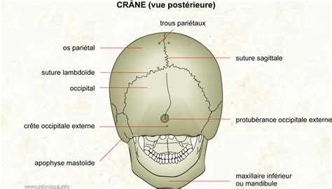 Cr Ne Vue Post Rieure Dictionnaire Visuel Didactalia Material