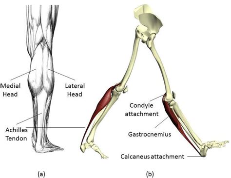 Figure 2 1 From Modelling The Triceps Surae Informed Using Diffusion