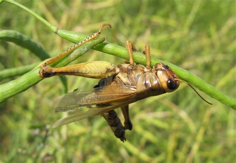 Province Of Manitoba Agriculture Manitoba Grasshopper Survey Protocol