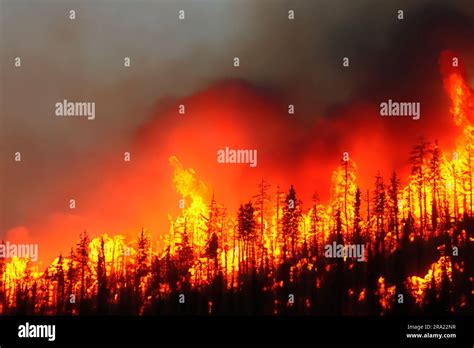 Wildfire Wildfire In Greece Forest Fire Forest Fire In Progress