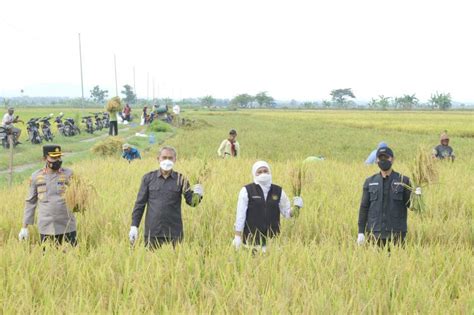 Luasan Panen Padi Di Jawa Timur Berkurang Hektare