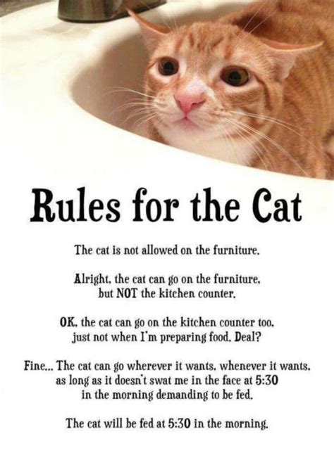 Rules For The Cat