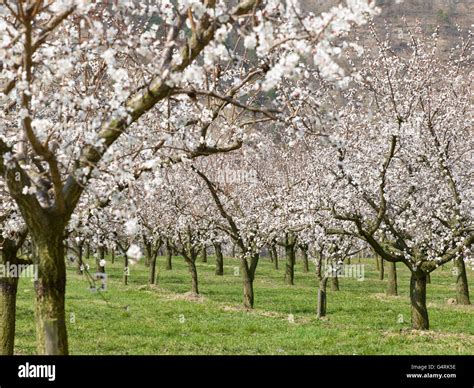 Albicocchi Prunus Armeniaca In Piena Fioritura Immagini E Fotografie