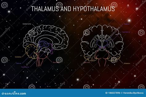 Neurociência Do Talamo E Hipotálamo Infográfica Sobre Fundo Espacial