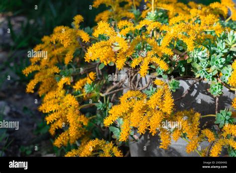 Succulent Plant Sedum Palmeri Flowering Stock Photo Alamy