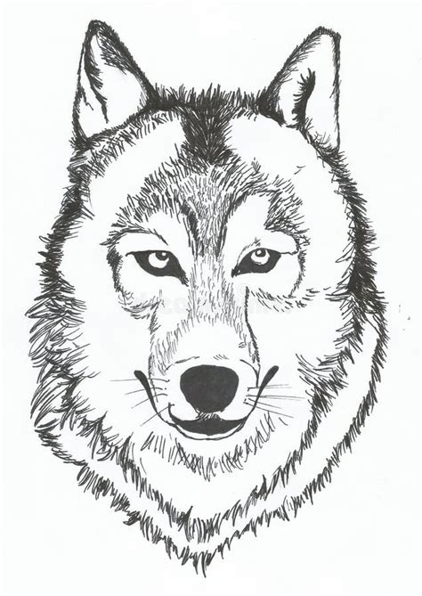 Lobo Realístico Da Cara Do Esboço Ilustração Desenhada Mão Ilustração