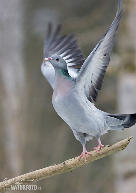 Columba oenas Pictures, Stock Dove Images, Nature Wildlife Photos ...