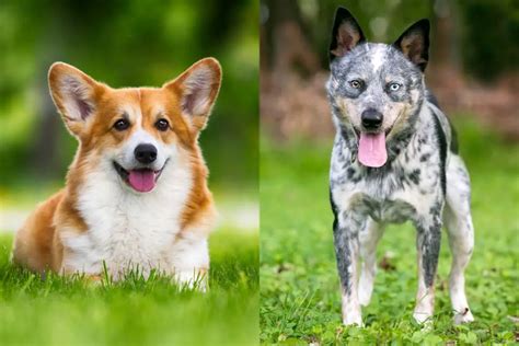 Cowboy Corgi Australian Cattle Dog Corgi Mix Facts W Pics
