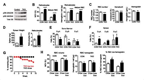 Figure 3 From A Critical Role For MTORC1 In Erythropoiesis And Anemia