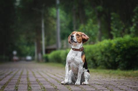 Kleine Hondenrassen X Bijzondere Kleine Honden Foto S Hondjesgids