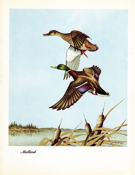 Waterfowl Hunting Art Artofit