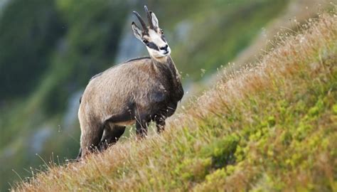 Adaptations of Plants & Animals to Mountains | Sciencing