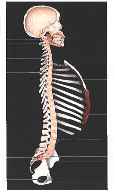 Lab Vertebral Column Labelling Exercise Diagram Quizlet