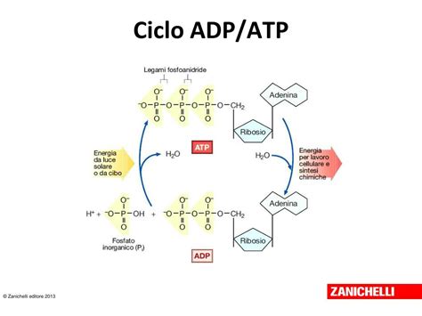 Ciclo Del Atp