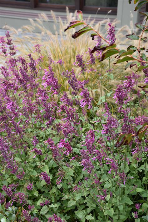 Heather Queen Mexican Hyssop Agastache Cana Heather Queen In