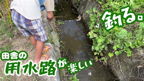 田舎の用水路で釣りをしていたら田んぼのおじさんがそこにいる生き物にについて色々教えてくれた話が面白しろい釣れた魚の特徴をマクロレンズで観察