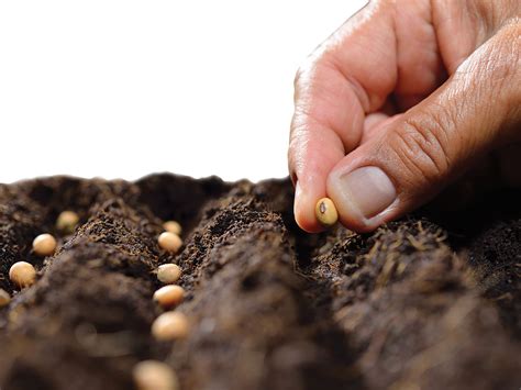 Sowing Seeds The Institute For Creation Research