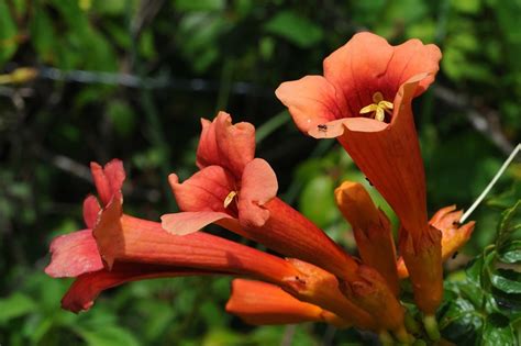 Plants With Really Big Blooms In August Watters Garden Center